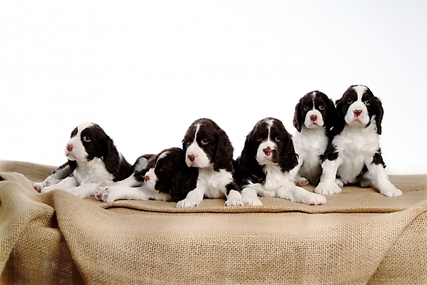 포토 JPG 스튜디오촬영 동물 척추동물 육지동물 반려견 여러마리 포유류 사람없음 반려동물 개 강아지 반려 스프링거스파니엘 국내포토 다수 실내 스패니얼 파일형식