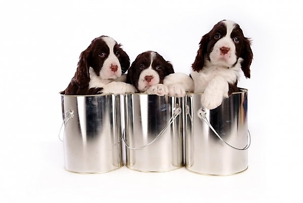 포토 JPG 스튜디오촬영 동물 척추동물 육지동물 반려견 포유류 세마리 사람없음 반려동물 캔 개 강아지 페인트통 반려 스프링거스파니엘 국내포토 실내 통 3 페인트 스패니얼 파일형식