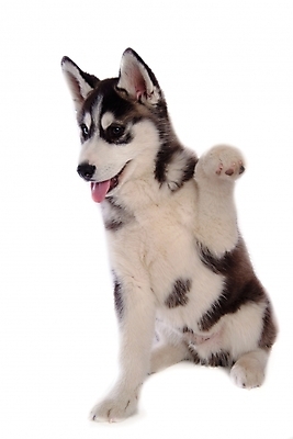 포토 JPG 스튜디오촬영 동물 척추동물 한마리 육지동물 반려견 포유류 사람없음 반려동물 개 강아지 시베리안허스키 반려 국내포토 1 실내 파일형식