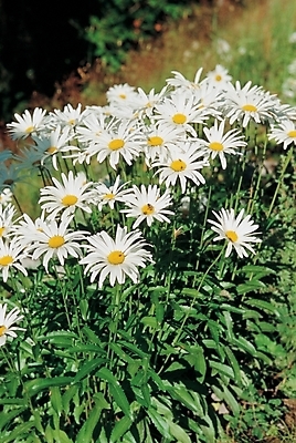 포토 JPG 식물 꽃 여러송이 백그라운드 자연 가을꽃 근접촬영 사람없음 야외 하이앵글 들꽃 가을 흰색 벌개미취 국내포토 계절 뷰포인트 컬러 다수 생태계 파일형식 가을_계절