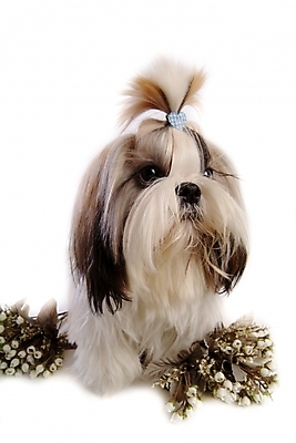 포토 JPG 스튜디오촬영 식물 동물 척추동물 한마리 육지동물 꽃 반려견 포유류 사람없음 반려동물 개 강아지 시츄 반려 국내포토 1 실내 파일형식