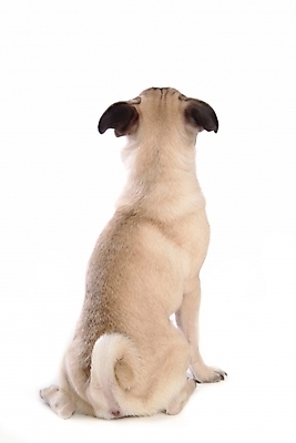 포토 JPG 스튜디오촬영 동물 척추동물 한마리 육지동물 반려견 포유류 사람없음 반려동물 개 강아지 불독 반려 퍼그 국내포토 1 실내 파일형식