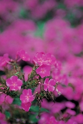 포토 JPG 주간 식물 꽃 분홍색 여러송이 백그라운드 자연 근접촬영 사람없음 야외 아웃포커스 하이앵글 들꽃 플록스 국내포토 자연요소 뷰포인트 컬러 다수 촬영기법 생태계 파일형식