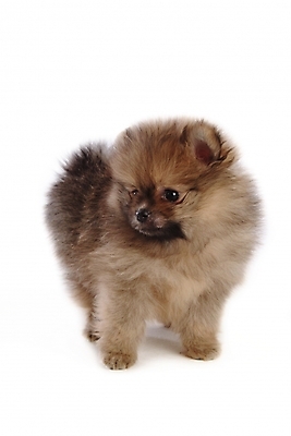 포토 JPG 스튜디오촬영 동물 척추동물 한마리 육지동물 반려견 포유류 사람없음 반려동물 개 강아지 반려 포메라니안 국내포토 1 실내 파일형식