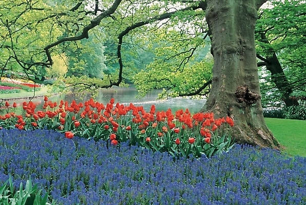 포토 JPG 주간 나무 식물 꽃 여러송이 백그라운드 봄꽃 자연 풍경 사람없음 야외 강 튤립 루피너스 루핀 국내포토 자연요소 다수 봄 생태계 파일형식