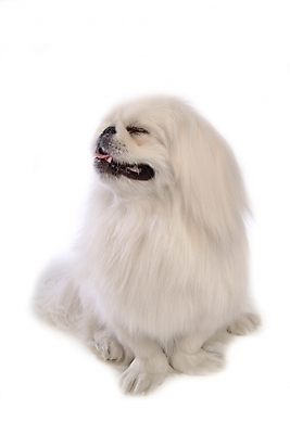 포토 JPG 스튜디오촬영 동물 척추동물 한마리 육지동물 반려견 포유류 사람없음 반려동물 개 강아지 페키니즈 반려 국내포토 1 실내 파일형식