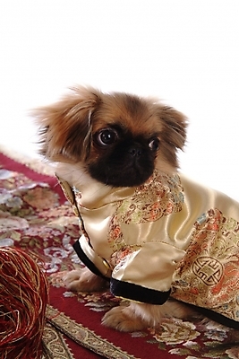 포토 JPG 스튜디오촬영 동물 척추동물 한마리 육지동물 반려견 포유류 사람없음 반려동물 카펫 개 강아지 페키니즈 애견용품 강아지옷 반려 국내포토 반려용품 1 실내 오브젝트 파일형식