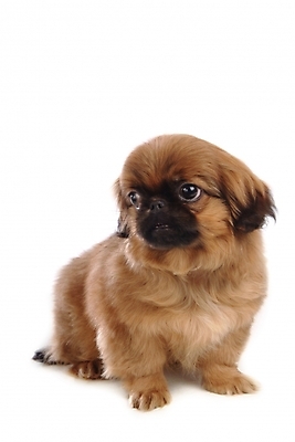 포토 JPG 스튜디오촬영 동물 척추동물 한마리 육지동물 반려견 포유류 사람없음 반려동물 개 강아지 페키니즈 반려 국내포토 1 실내 파일형식