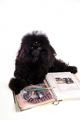 포토 JPG 스튜디오촬영 동물 척추동물 한마리 육지동물 반려견 포유류 사람없음 책 반려동물 필기구 펜 볼펜 공책 개 강아지 푸들 반려 국내포토 1 문구용품 실내 파일형식