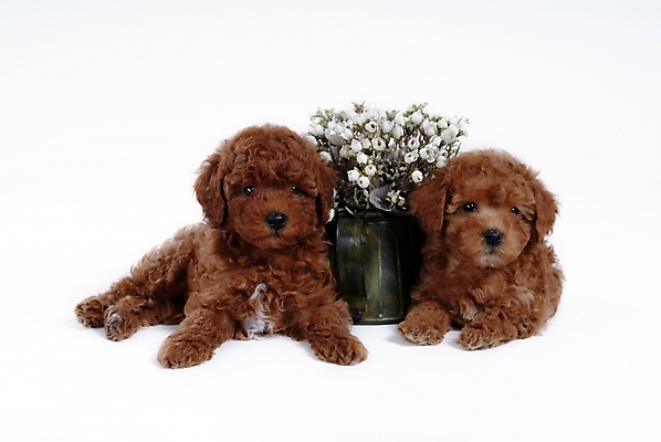 포토 JPG 스튜디오촬영 식물 동물 척추동물 육지동물 꽃 반려견 두마리 포유류 사람없음 반려동물 개 강아지 푸들 반려 국내포토 2 실내 파일형식