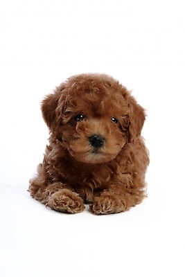 포토 JPG 스튜디오촬영 동물 척추동물 한마리 육지동물 반려견 포유류 사람없음 반려동물 개 강아지 푸들 반려 국내포토 1 실내 파일형식