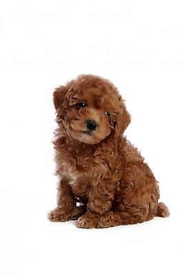 포토 JPG 스튜디오촬영 동물 척추동물 한마리 육지동물 반려견 포유류 사람없음 반려동물 개 강아지 푸들 반려 국내포토 1 실내 파일형식