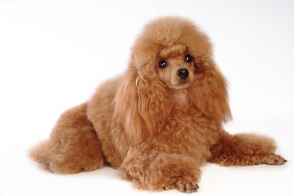 포토 JPG 스튜디오촬영 동물 척추동물 한마리 육지동물 반려견 포유류 사람없음 반려동물 개 강아지 푸들 반려 국내포토 1 실내 파일형식