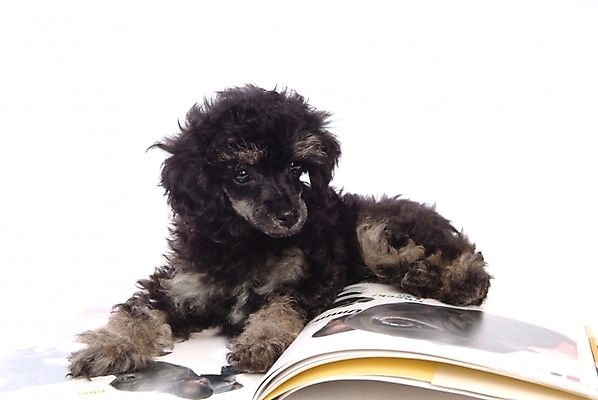 포토 JPG 스튜디오촬영 동물 척추동물 한마리 육지동물 반려견 포유류 사람없음 책 반려동물 개 강아지 푸들 반려 국내포토 1 실내 파일형식