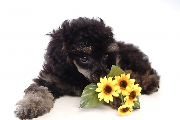 포토 JPG 스튜디오촬영 식물 동물 척추동물 한마리 육지동물 꽃 반려견 포유류 사람없음 반려동물 개 강아지 푸들 반려 국내포토 1 실내 파일형식