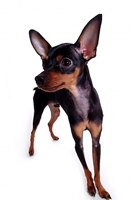 포토 JPG 스튜디오촬영 동물 척추동물 한마리 육지동물 반려견 포유류 사람없음 반려동물 강아지 미니어처핀셔 반려 국내포토 1 실내 개 파일형식 핀셔