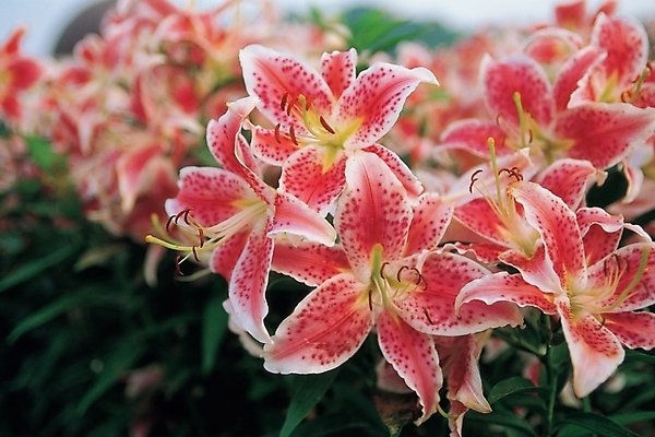 포토 JPG 식물 꽃 여러송이 백그라운드 여름꽃 자연 근접촬영 사람없음 야외 빨간색 하이앵글 백합 나리 나리꽃 국내포토 뷰포인트 컬러 다수 생태계 파일형식 여름_계절