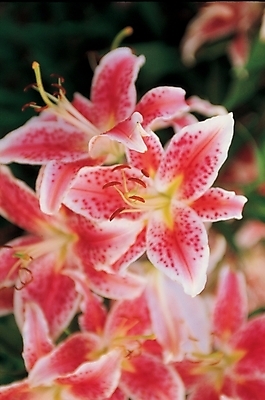 포토 JPG 식물 꽃 여러송이 백그라운드 여름꽃 자연 근접촬영 사람없음 야외 빨간색 하이앵글 백합 나리 나리꽃 국내포토 뷰포인트 컬러 다수 생태계 파일형식 여름_계절