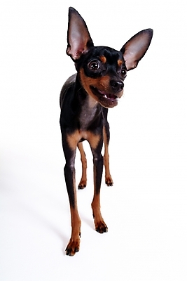 포토 JPG 스튜디오촬영 동물 척추동물 한마리 육지동물 반려견 포유류 사람없음 반려동물 강아지 미니어처핀셔 반려 국내포토 1 실내 개 파일형식 핀셔