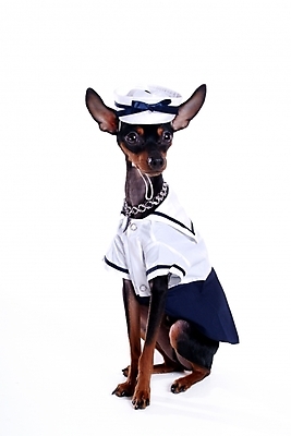 포토 JPG 스튜디오촬영 동물 척추동물 한마리 육지동물 반려견 포유류 사람없음 반려동물 강아지 애견용품 강아지옷 미니어처핀셔 반려 국내포토 반려용품 1 실내 개 오브젝트 파일형식 핀셔