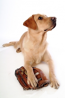 포토 JPG 스튜디오촬영 동물 척추동물 한마리 육지동물 반려견 스포츠용품 포유류 사람없음 반려동물 글러브 권투글러브 야구글러브 개 골든리트리버 리트리버 강아지 반려 국내포토 1 스포츠 장갑 실내 오브젝트 파일형식