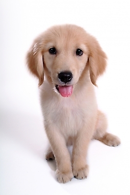 포토 JPG 스튜디오촬영 동물 척추동물 한마리 육지동물 반려견 포유류 사람없음 반려동물 개 골든리트리버 리트리버 강아지 반려 국내포토 1 실내 파일형식