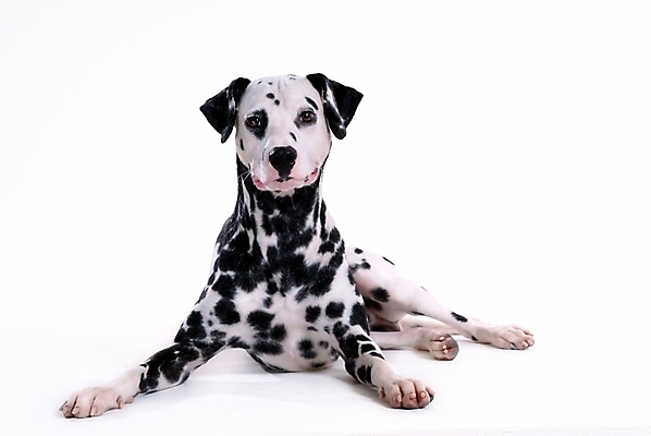 포토 JPG 스튜디오촬영 동물 척추동물 한마리 육지동물 반려견 포유류 사람없음 반려동물 개 강아지 달마시안 반려 국내포토 1 실내 파일형식