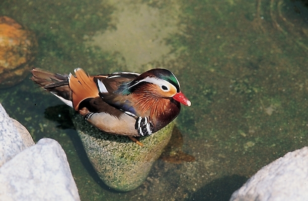 포토 JPG 주간 동물 척추동물 한마리 야생동물 조류 사람없음 야외 강 하이앵글 화목 돌_바위 원앙 국내포토 자연요소 1 뷰포인트 컨셉 파일형식