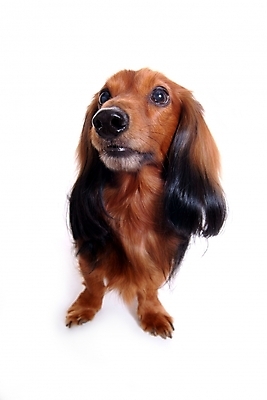 포토 JPG 스튜디오촬영 동물 척추동물 한마리 육지동물 반려견 포유류 사람없음 반려동물 개 강아지 바셋하운드 반려 국내포토 1 실내 하운드 파일형식