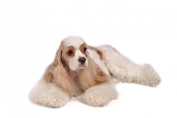 포토 JPG 스튜디오촬영 동물 척추동물 한마리 육지동물 반려견 포유류 사람없음 반려동물 코커스패니얼 개 강아지 잉글리시코커스패니얼 반려 잉글리쉬코카서스페니얼 국내포토 1 실내 스패니얼 파일형식