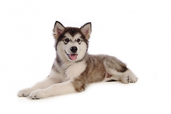 포토 JPG 스튜디오촬영 동물 척추동물 한마리 육지동물 반려견 포유류 사람없음 반려동물 개 강아지 알래스칸말라뮤트 멜 반려 국내포토 1 실내 파일형식