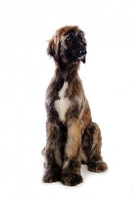 포토 JPG 스튜디오촬영 동물 척추동물 한마리 육지동물 반려견 포유류 사람없음 반려동물 개 강아지 아프간하운드 반려 국내포토 1 실내 하운드 파일형식