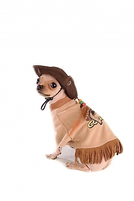 포토 JPG 스튜디오촬영 동물 척추동물 모자 한마리 육지동물 반려견 포유류 사람없음 반려동물 카우보이 개 강아지 애견용품 치와와 강아지옷 반려 국내포토 반려용품 1 잡화 실내 오브젝트 파일형식