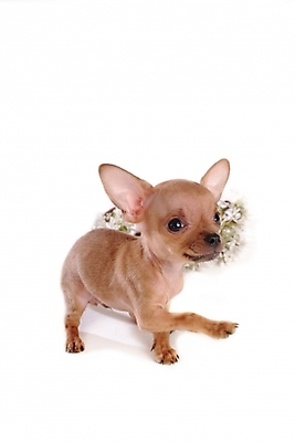 포토 JPG 스튜디오촬영 동물 척추동물 한마리 육지동물 반려견 포유류 사람없음 반려동물 개 강아지 치와와 반려 국내포토 1 실내 파일형식