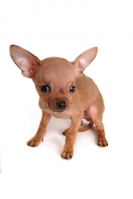 포토 JPG 스튜디오촬영 동물 척추동물 한마리 육지동물 반려견 포유류 사람없음 반려동물 개 강아지 치와와 반려 국내포토 1 실내 파일형식