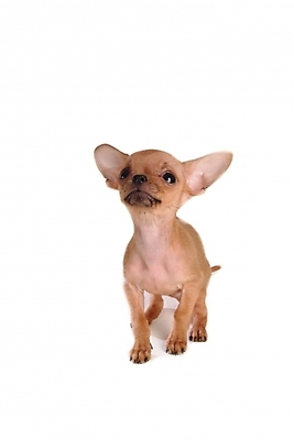 포토 JPG 스튜디오촬영 동물 척추동물 한마리 육지동물 반려견 포유류 사람없음 반려동물 개 강아지 치와와 반려 국내포토 1 실내 파일형식