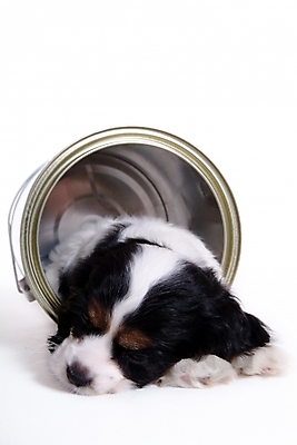 포토 JPG 스튜디오촬영 동물 척추동물 한마리 육지동물 반려견 포유류 사람없음 반려동물 코커스패니얼 캔 개 강아지 페인트통 아메리칸코커스패니얼 반려 국내포토 1 실내 통 페인트 스패니얼 파일형식