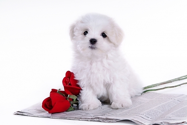 포토 JPG 스튜디오촬영 식물 동물 척추동물 한마리 육지동물 꽃 반려견 포유류 사람없음 반려동물 장미 말티즈 개 강아지 반려 국내포토 1 실내 파일형식