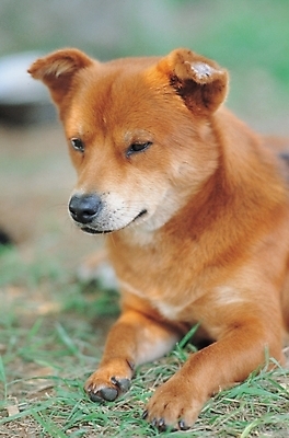 포토 JPG 주간 동물 척추동물 한마리 육지동물 포유류 근접촬영 사람없음 야외 반려동물 개 강아지 진돗개 반려 국내포토 자연요소 1 뷰포인트 파일형식