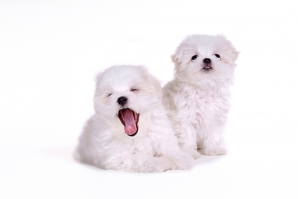 포토 JPG 스튜디오촬영 동물 척추동물 육지동물 반려견 두마리 포유류 사람없음 반려동물 말티즈 개 강아지 반려 국내포토 2 실내 파일형식