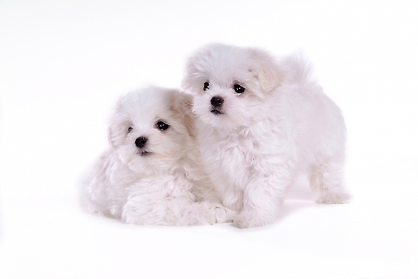 포토 JPG 스튜디오촬영 동물 척추동물 육지동물 반려견 두마리 포유류 사람없음 반려동물 말티즈 개 강아지 반려 국내포토 2 실내 파일형식