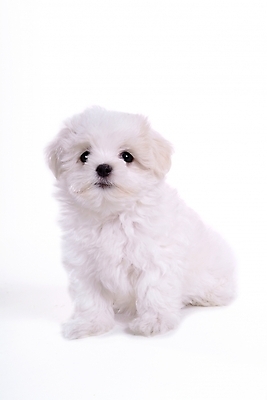 포토 JPG 스튜디오촬영 동물 척추동물 한마리 육지동물 반려견 포유류 사람없음 반려동물 말티즈 개 강아지 반려 국내포토 1 실내 파일형식