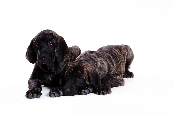 포토 JPG 스튜디오촬영 동물 척추동물 육지동물 반려견 두마리 포유류 사람없음 반려동물 개 강아지 브라질리안가드도그 맹견 반려 국내포토 2 실내 파일형식