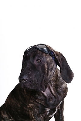 포토 JPG 스튜디오촬영 동물 척추동물 한마리 육지동물 반려견 안경 포유류 사람없음 반려동물 선글라스 개 강아지 브라질리안가드도그 맹견 반려 국내포토 1 잡화 실내 파일형식