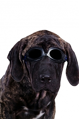 포토 JPG 스튜디오촬영 동물 척추동물 한마리 육지동물 반려견 안경 포유류 사람없음 반려동물 선글라스 개 강아지 물안경 브라질리안가드도그 맹견 반려 국내포토 1 잡화 실내 수영용품 파일형식