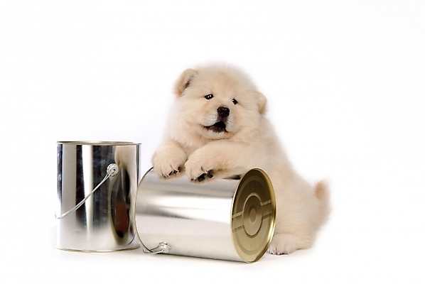 포토 JPG 스튜디오촬영 동물 척추동물 한마리 육지동물 반려견 포유류 사람없음 반려동물 캔 개 강아지 페인트통 차우차우 반려 국내포토 1 실내 통 페인트 파일형식