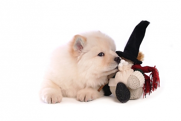 포토 JPG 스튜디오촬영 동물 척추동물 한마리 육지동물 반려견 인형 포유류 사람없음 반려동물 개 강아지 차우차우 반려 국내포토 1 실내 파일형식