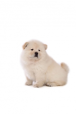 포토 JPG 스튜디오촬영 동물 척추동물 한마리 육지동물 반려견 포유류 사람없음 반려동물 개 강아지 차우차우 반려 국내포토 1 실내 파일형식