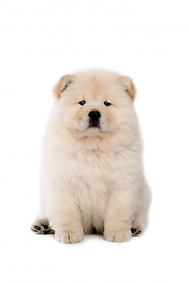 포토 JPG 스튜디오촬영 동물 척추동물 한마리 육지동물 반려견 포유류 사람없음 반려동물 개 강아지 차우차우 반려 국내포토 1 실내 파일형식