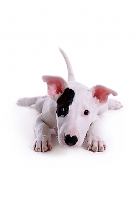 포토 JPG 스튜디오촬영 동물 척추동물 한마리 육지동물 반려견 포유류 사람없음 반려동물 개 강아지 불테리어 반려 국내포토 1 실내 테리어 파일형식